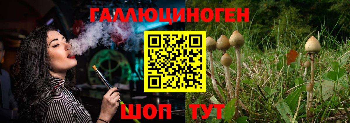 Псилоцибиновые грибы Psilocybine cubensis Камышлов